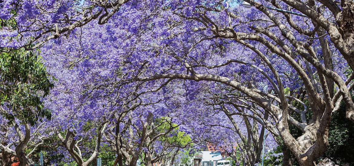 Australia; Bloom; IPhone; Jacarandas; Kirribilli; Locals; North Sydney; Residents; Selfies; Street; Sydney; Tourist Destination; Tourist Location; Tourists; cars; jacaranda trees; residential; Full Bloom