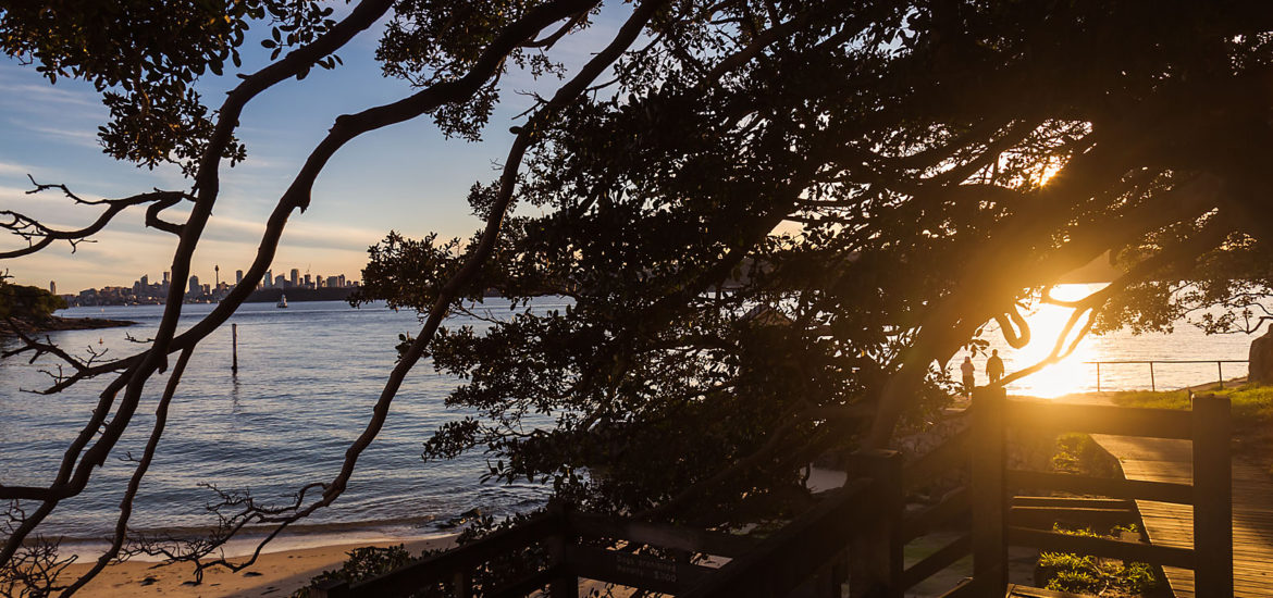 Camp Cove, Golden Hour, Moreton Bay Fig Tree, Sydney Cityscape, Sydney Harbour Beach,