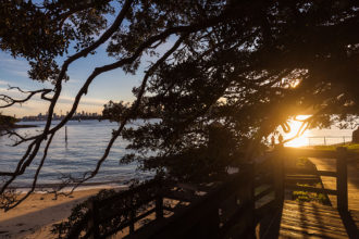 Camp Cove, Golden Hour, Moreton Bay Fig Tree, Sydney Cityscape, Sydney Harbour Beach,