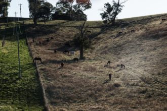 Horses Grazing, Megalong Valley, Blue Mountains,