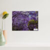 Jacaranda trees in full blossom, Sydney, wall art decor print for home or office