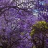 Wall art print of Jacaranda trees in full bloom in Sydney, featuring vibrant purple flowers