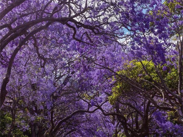 Jacaranda trees in full blossom, Sydney, wall art decor print for home or office