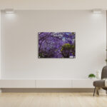 Jacaranda trees in full blossom, Sydney, wall art decor print for home or office