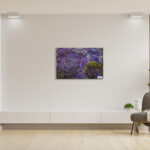 Jacaranda trees in full blossom, Sydney, wall art decor print for home or office