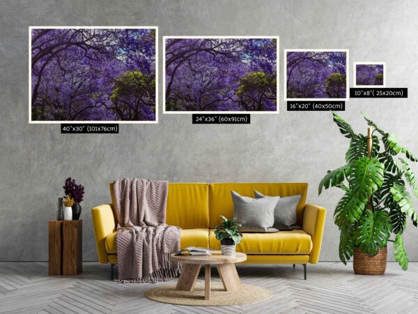Wall art print of Jacaranda trees in full bloom in Sydney, featuring vibrant purple flowers