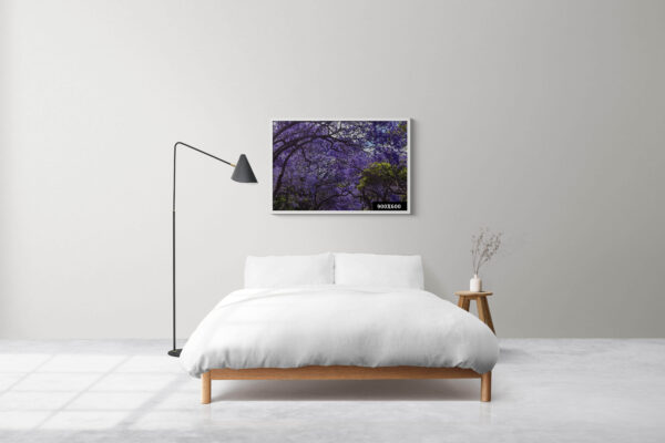 Wall art print of Jacaranda trees in full bloom in Sydney, featuring vibrant purple flowers