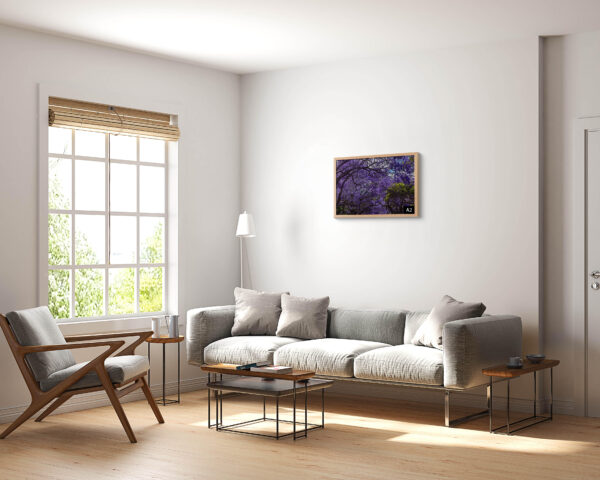 Wall art print of Jacaranda trees in full bloom in Sydney, featuring vibrant purple flowers