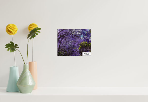 Wall art print of Jacaranda trees in full bloom in Sydney, featuring vibrant purple flowers