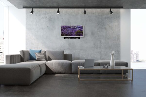 Wall art print of Jacaranda trees in full bloom in Sydney, featuring vibrant purple flowers