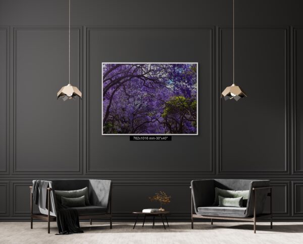 Wall art print of Jacaranda trees in full bloom in Sydney, featuring vibrant purple flowers