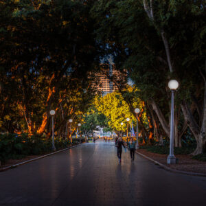 Early morning sunlight filters through the trees along a walkway in Hyde Park, Sydney, creating a peaceful city park scene.