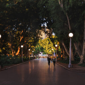 Tree-lined pathway through Hyde Park in Sydney, Australia, illuminated by warm early morning sunlight around 8 am, with towering fig trees, traditional park lamps and pedestrians walking beneath the canopy.